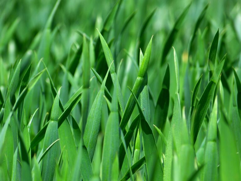 grass, meadow, close up, nature, leaves, foliage, greenery, grassy, grass blades, plants, flora, grass, grass, grass, grass, grass, greenery, greenery, greenery, greenery